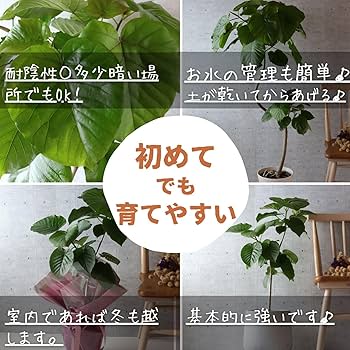 Amazon｜フィカス ウンベラータ 曲がり 螺旋 仕立て ゴムの木